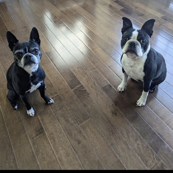 🐾🐾 Thank-Q For Shopping Small Bizniz!!! 🐾 - Picture 2 of 6